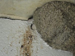 Photo of young House Martins in nests