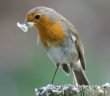 Photo of a Robin