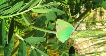 Photo of a Green Hairstreak butterfly
