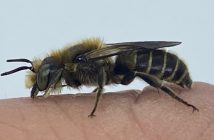 Photo of a Viper's Bugloss Mason Bee (Hoplitis adunca)