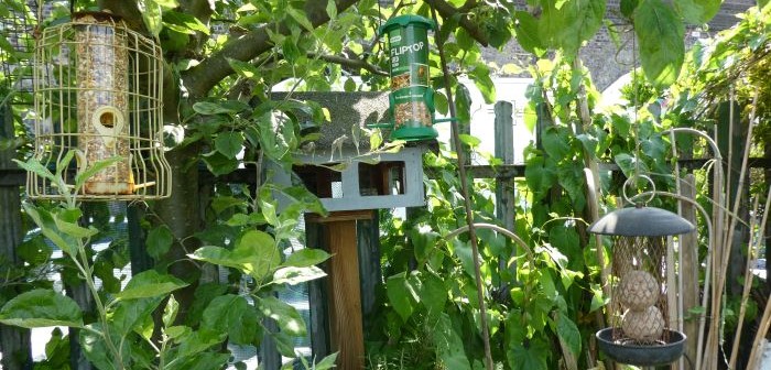 Photo of bird feeders