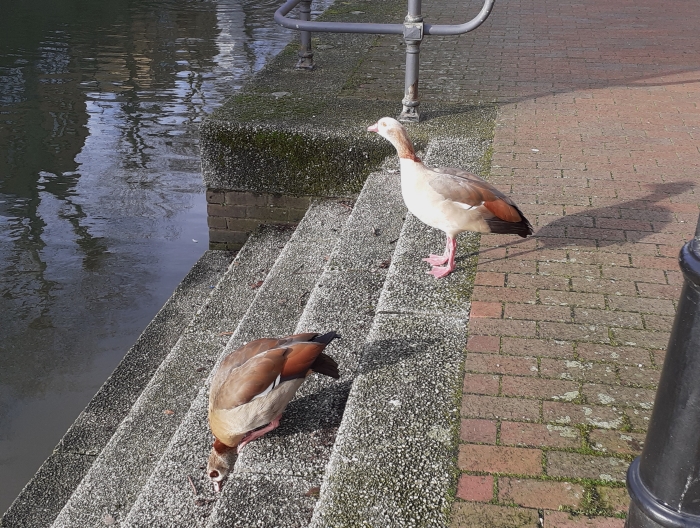Photo of two Egyptian Geese