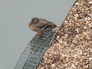 Photo of a femal Mallard on a floating island