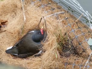 Photo of a nesting Moorhen