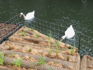 Photo of a pair of Mute Swans behind a nesting raft